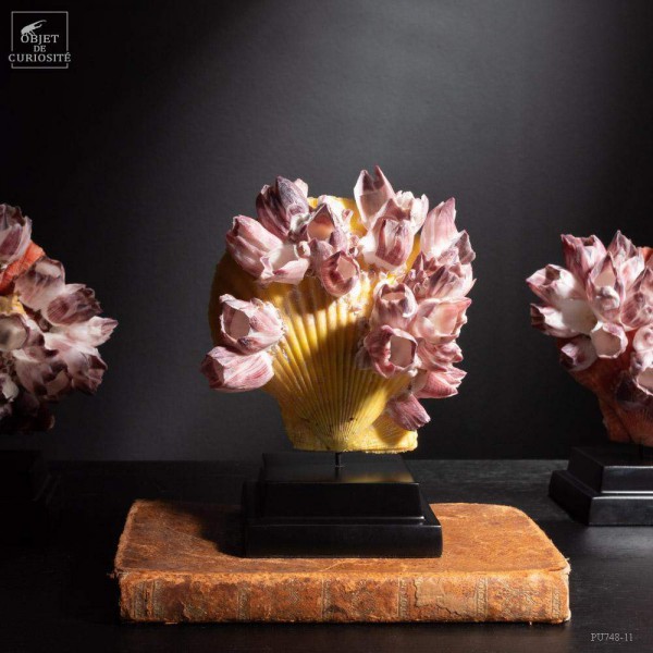 Natural YELLOW Scallop on black base