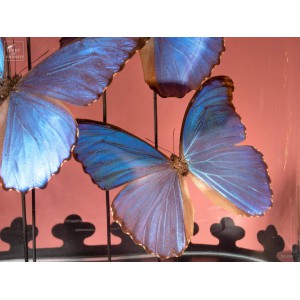 5 Blue morpho butterflies... 2