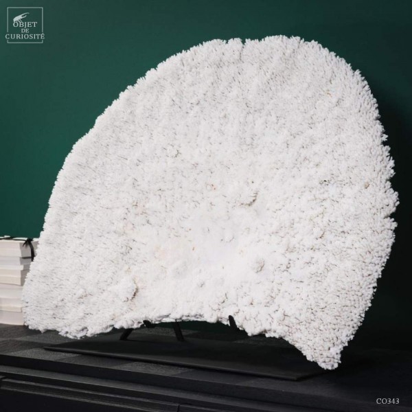 Giant white crown coral fan shape