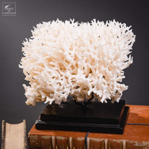 Corail pics nids blanc SERIATOPORA...