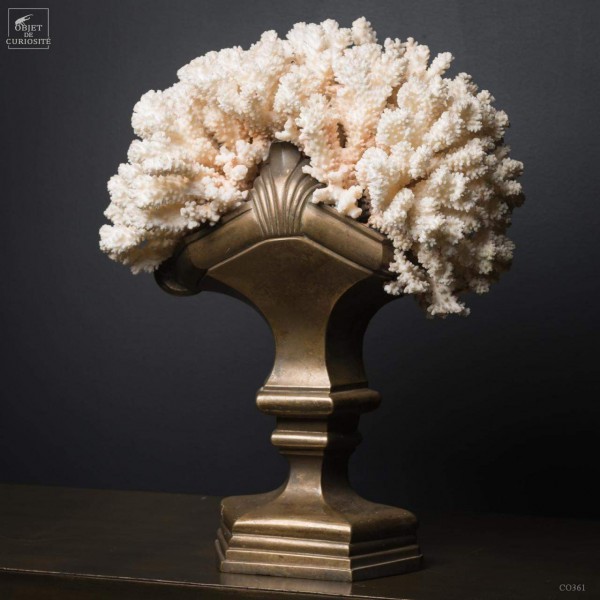 Composition with white coral on...