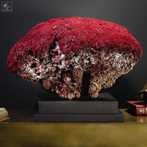 Corail rouge TGM TUBIPORA MUSICA