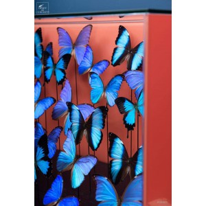 40 papillons morpho dans... 2