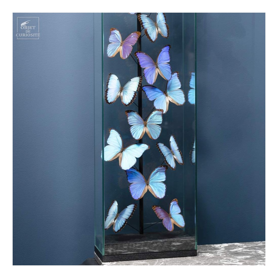 15 Morphos  sous globe étroit 15 Morphos  sous globe étroit