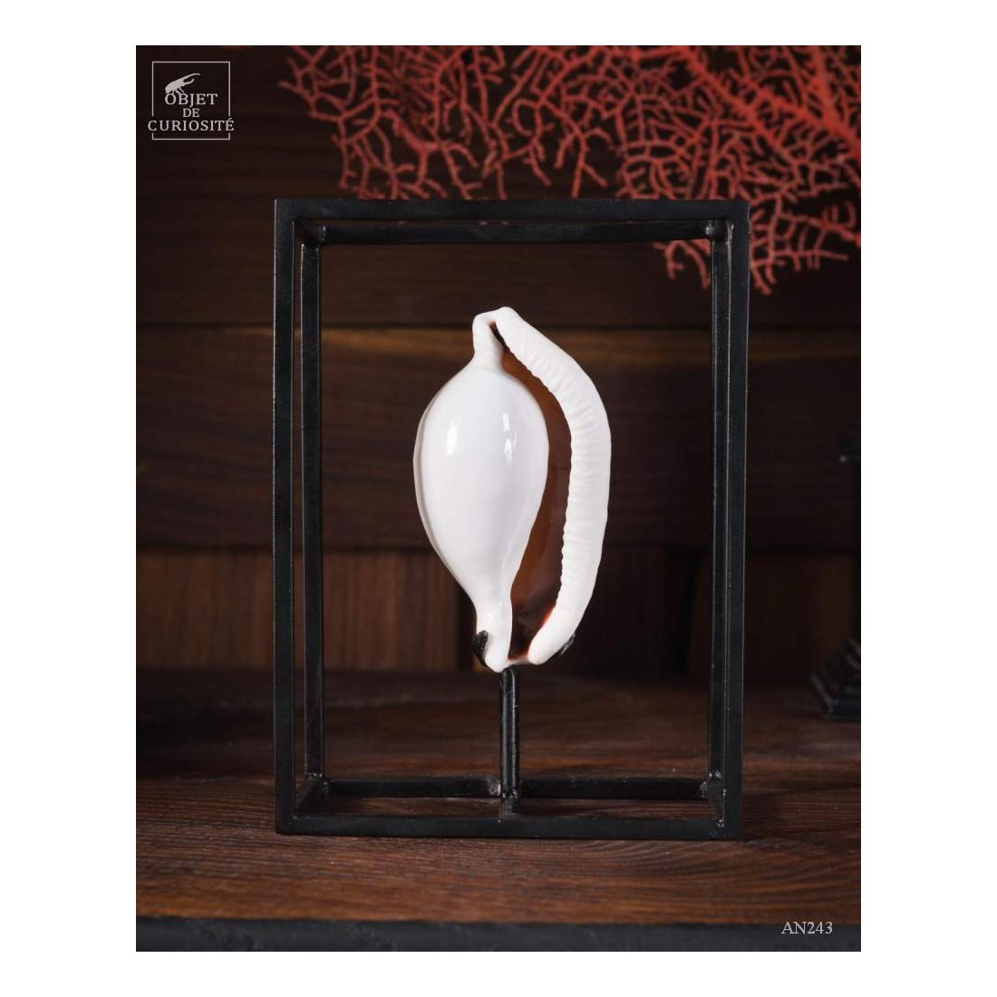 Ovula Ovulum dans cage Ovula Ovulum dans cage