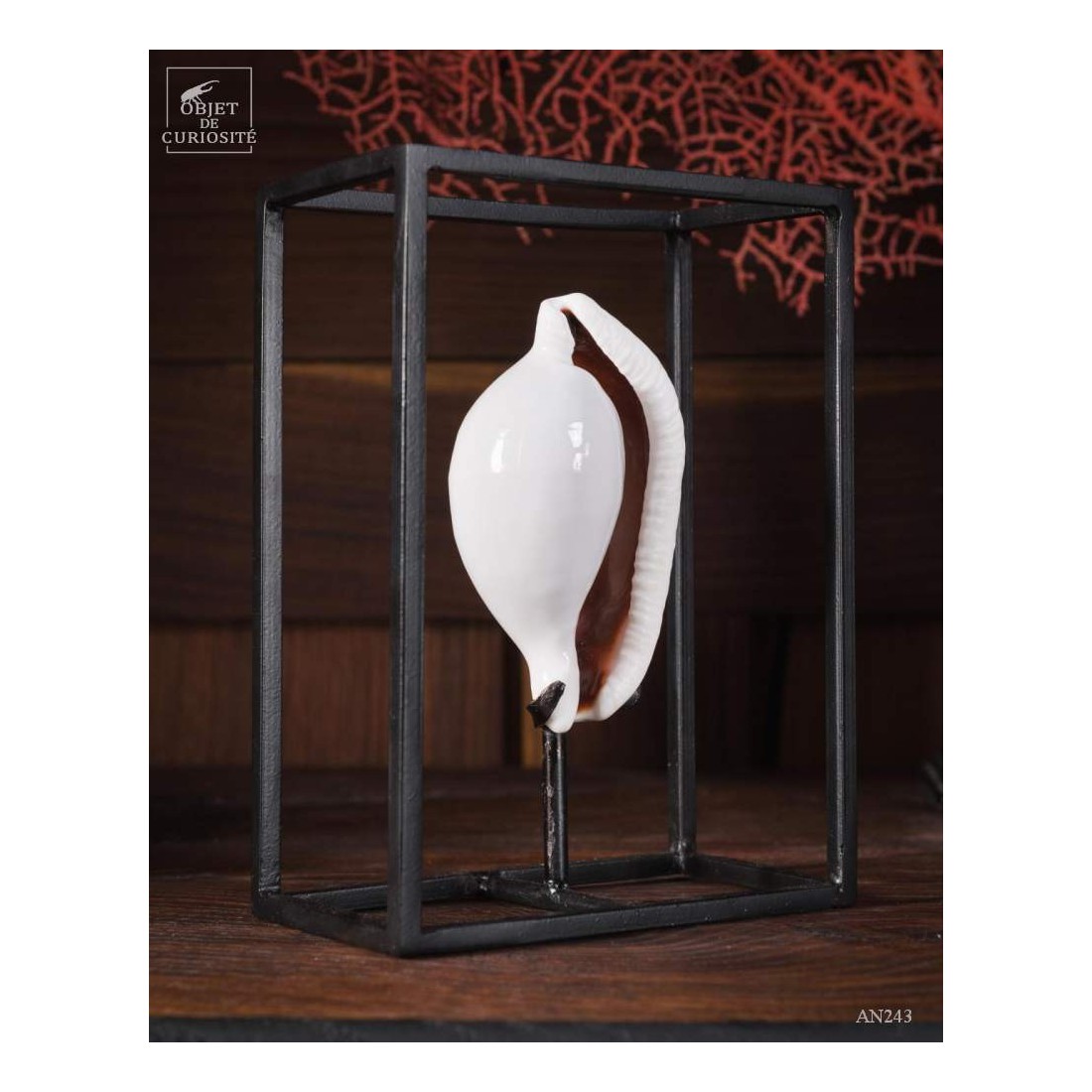 Ovula Ovulum dans cage Ovula Ovulum dans cage