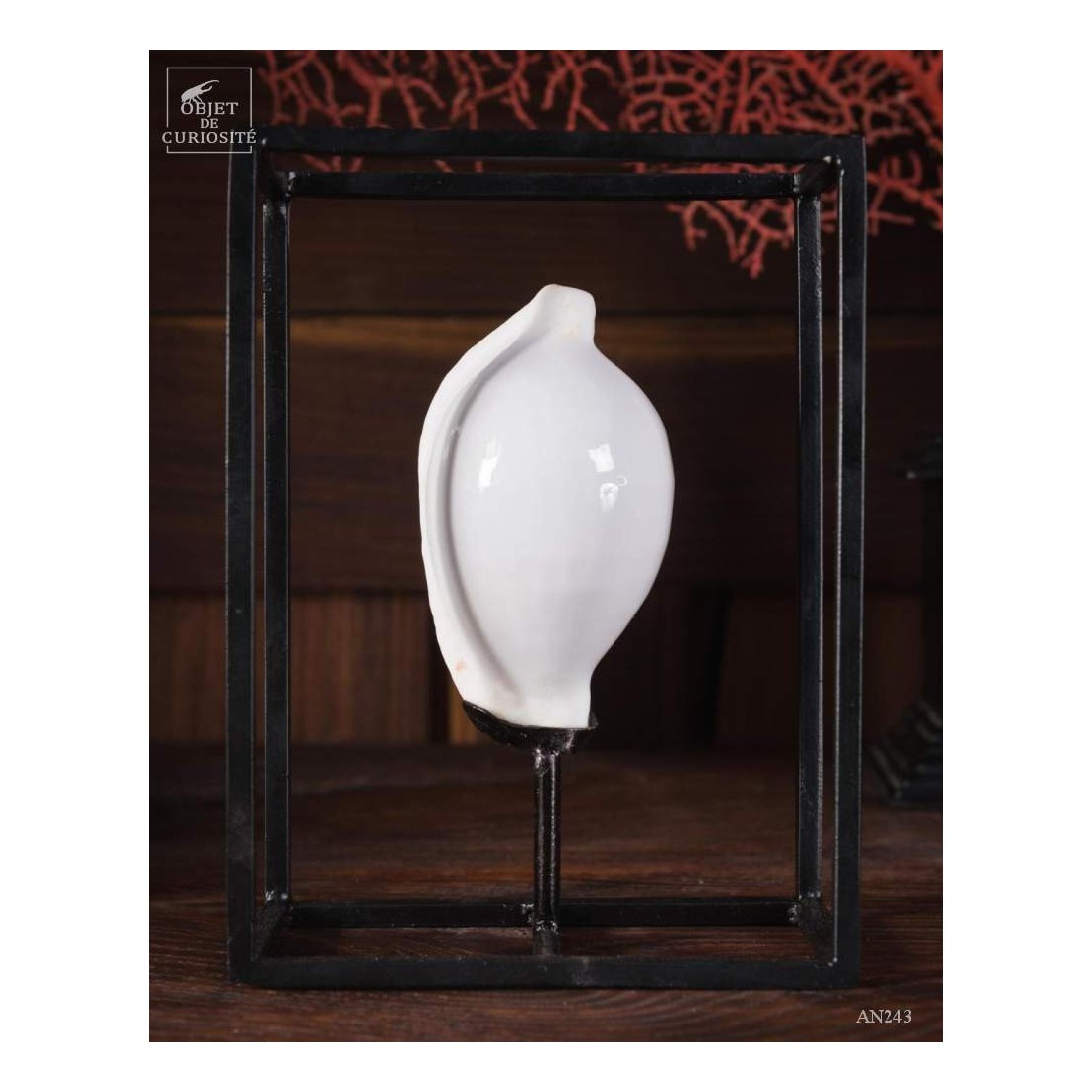 Ovula Ovulum dans cage Ovula Ovulum dans cage