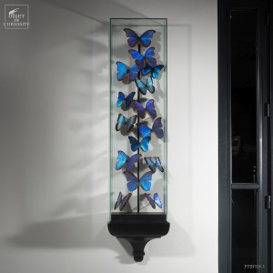 15 Morphos  sous globe étroit