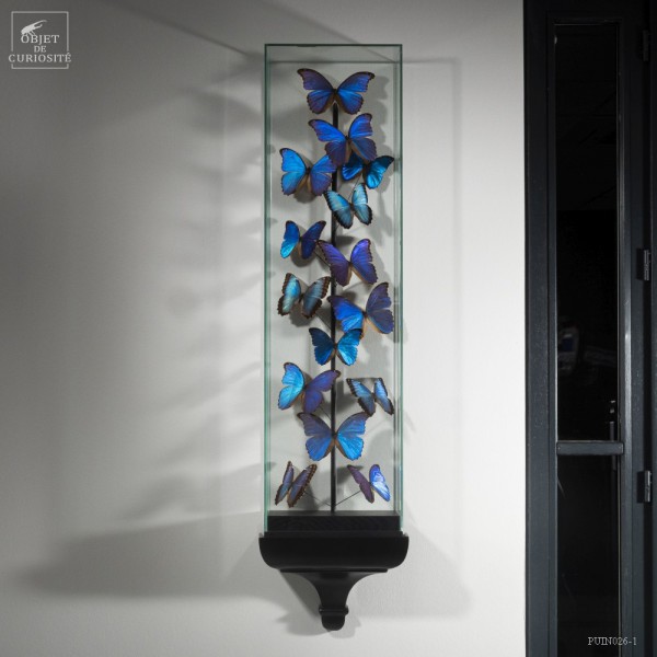 15 Morphos  sous globe étroit 15 Morphos  sous globe étroit