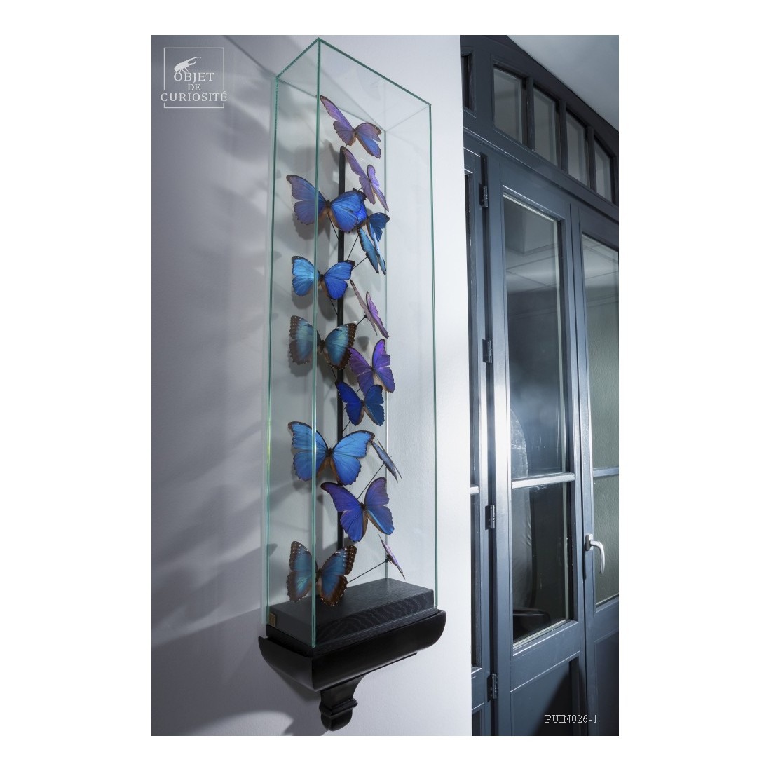 15 Morphos  sous globe étroit 15 Morphos  sous globe étroit