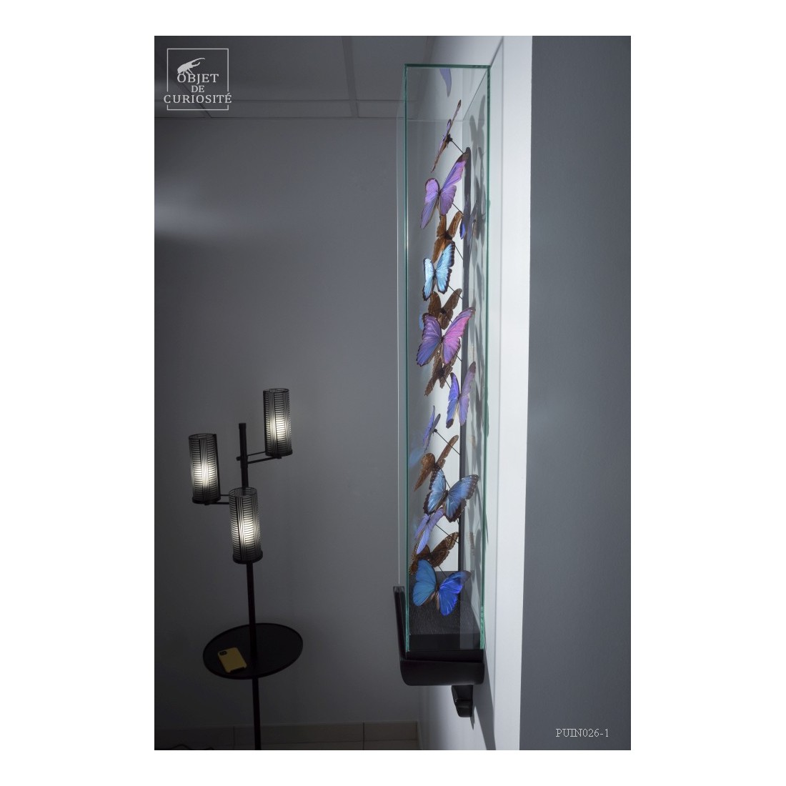 15 Morphos  sous globe étroit 15 Morphos  sous globe étroit