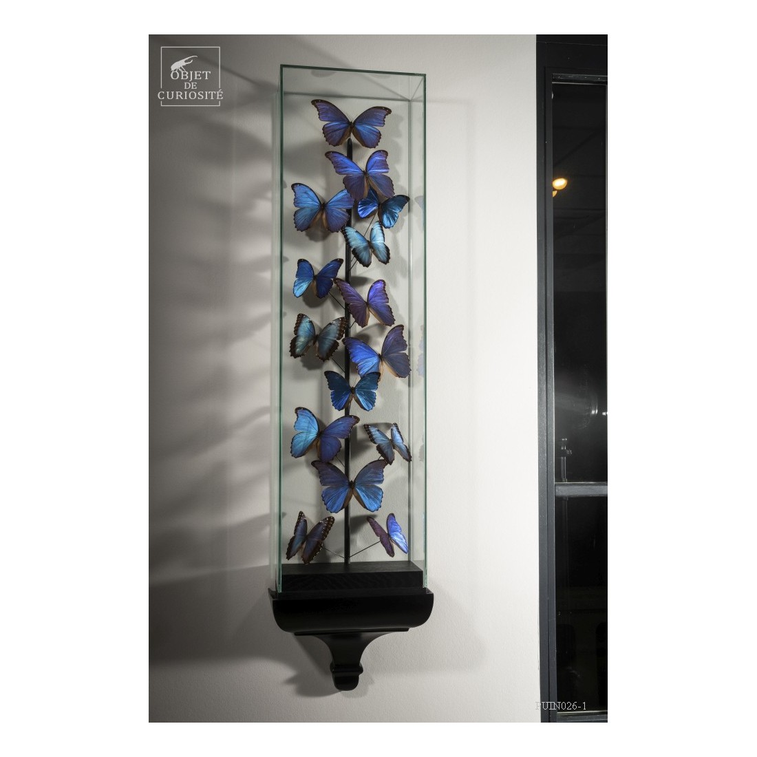 15 Morphos  sous globe étroit 15 Morphos  sous globe étroit