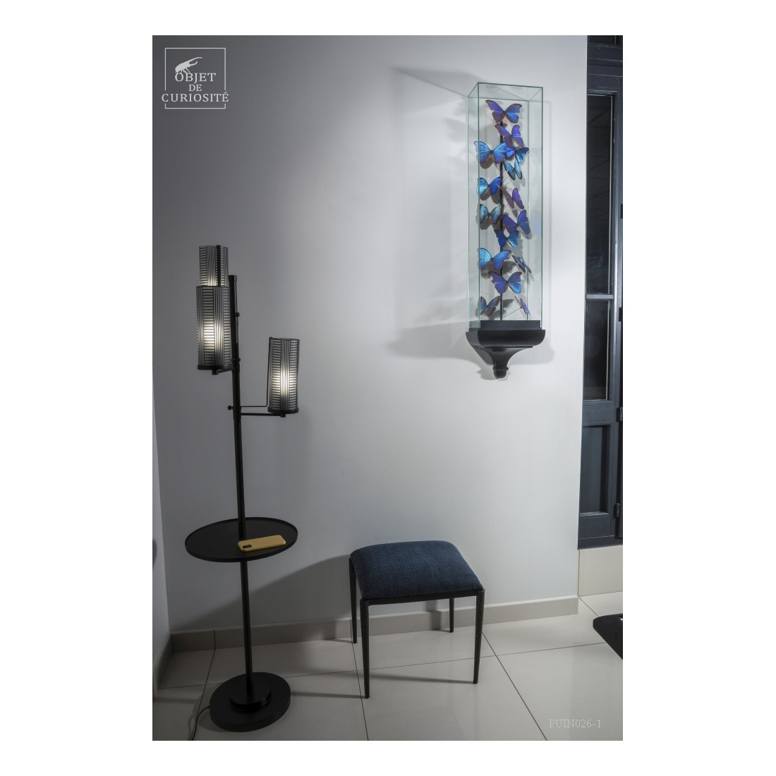 15 Morphos  sous globe étroit 15 Morphos  sous globe étroit