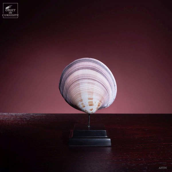 Coquillage coeur des Philippines Coquillage coeur des Philippines