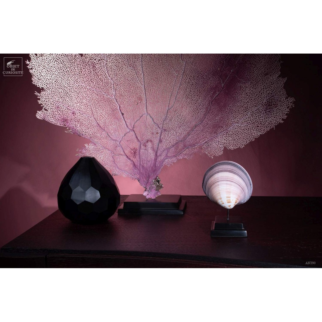 Coquillage coeur des Philippines Coquillage coeur des Philippines