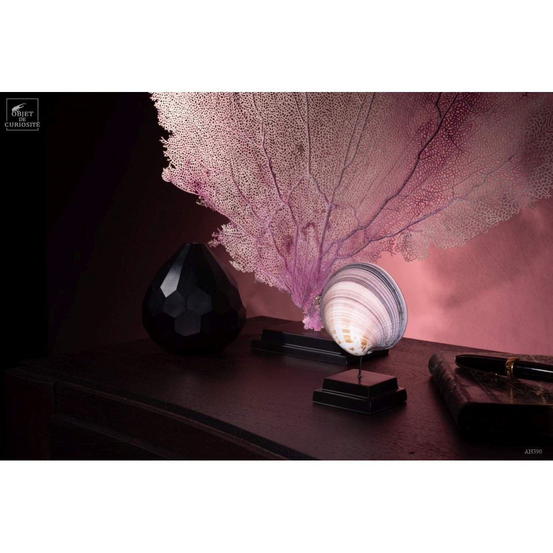 Coquillage coeur des Philippines Coquillage coeur des Philippines