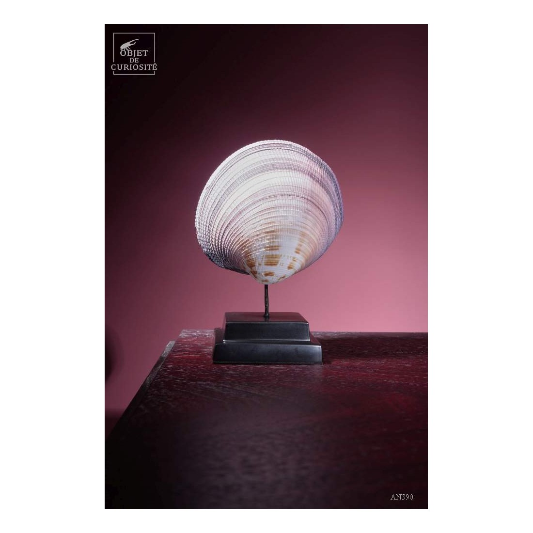 Coquillage coeur des Philippines Coquillage coeur des Philippines