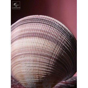 Whole heart shell from the... 2