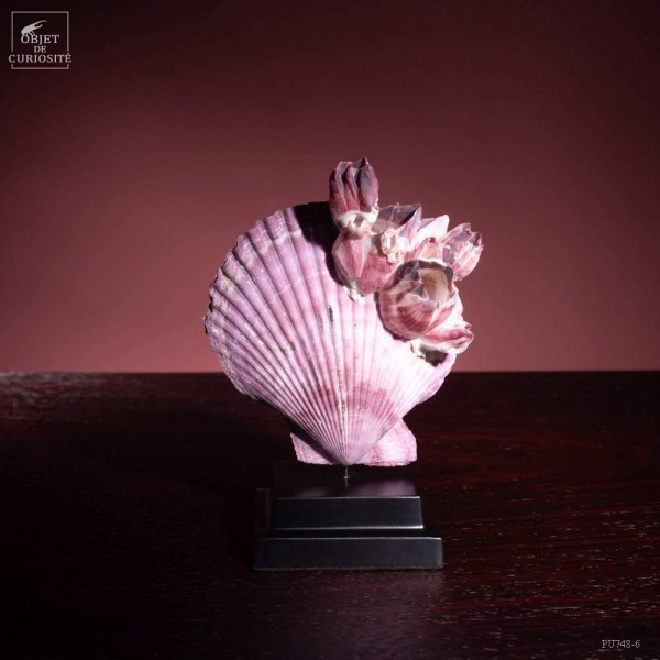 Natural PURPLE Scallop on black base