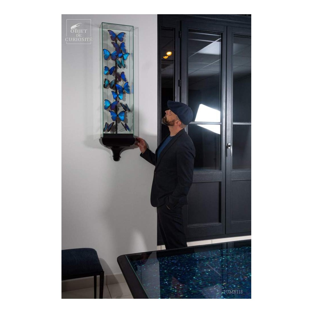 15 Morphos  sous globe étroit 15 Morphos  sous globe étroit