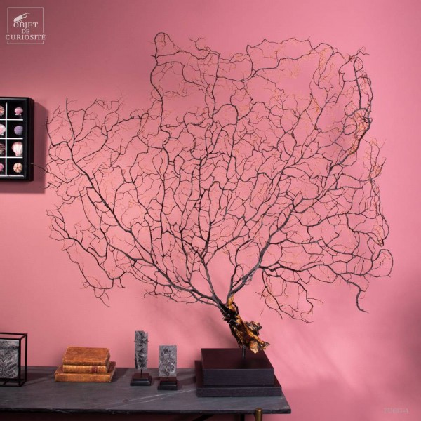 Giant black sea fan