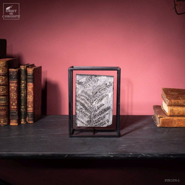 Fossil in cage : Pecopteris tree fern