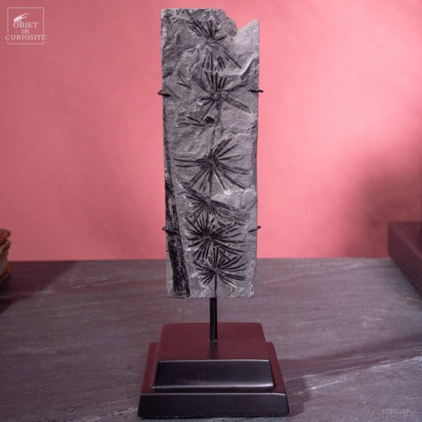 Plaque : Anularia Stellata...