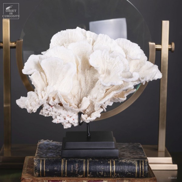 White coral MONTIPORA SP, black base