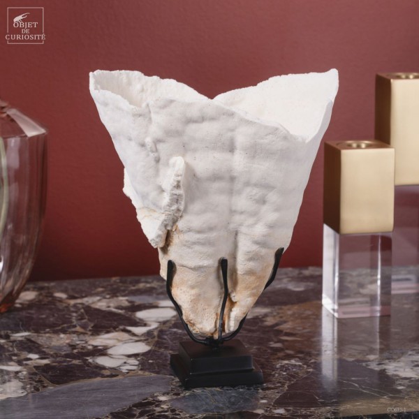 Corail CUP -TURBINARIA R. - sur carré...