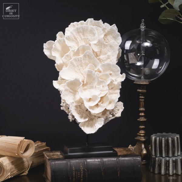 White coral MONTIPORA SP