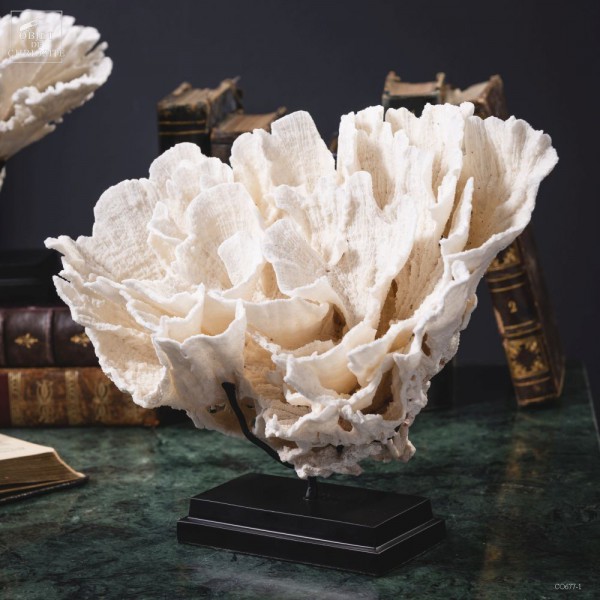 Corail laitue MONTIPORA SP sur...