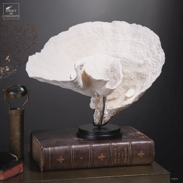 Corail CUP -TURBINARIA R. - sur rond...