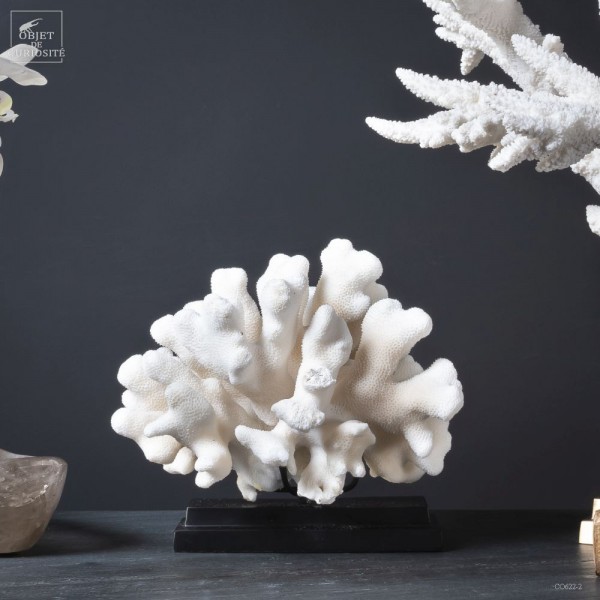 Corail STYLOPHORA PISTILLATA (Elk...