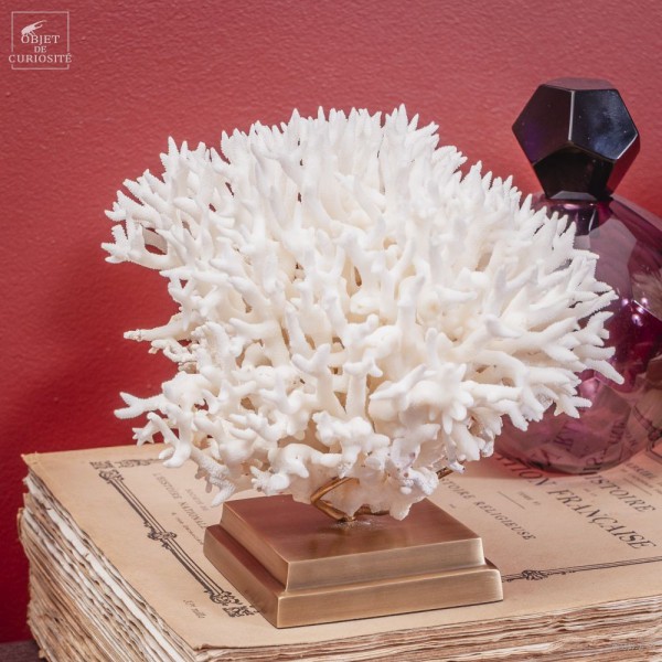 Corail pics nids SERIATOPORA HYSTRIX...