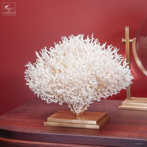 Corail pics  SERIATOPORA H. sur base...