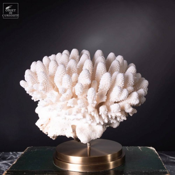 Corail blanc Finger ACROPORA HUMILIS...
