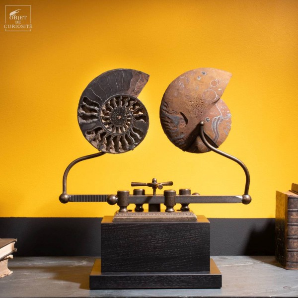 Ammonite on sliding machine