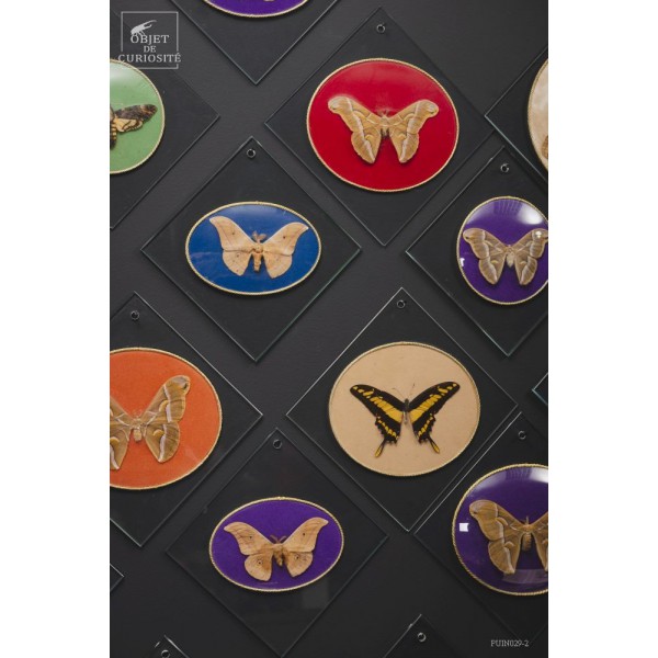 COLLECTION VINTAGE de 17 Papillons... COLLECTION VINTAGE de 17 Papillons...