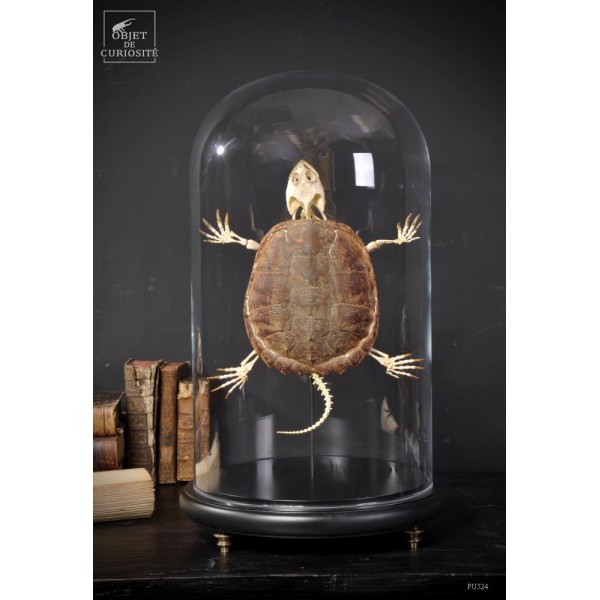Squelette de tortue d'eau douce avec...