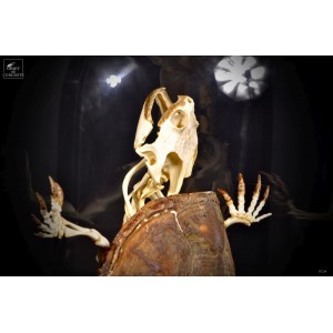 Skeleton of terrapin under... 2