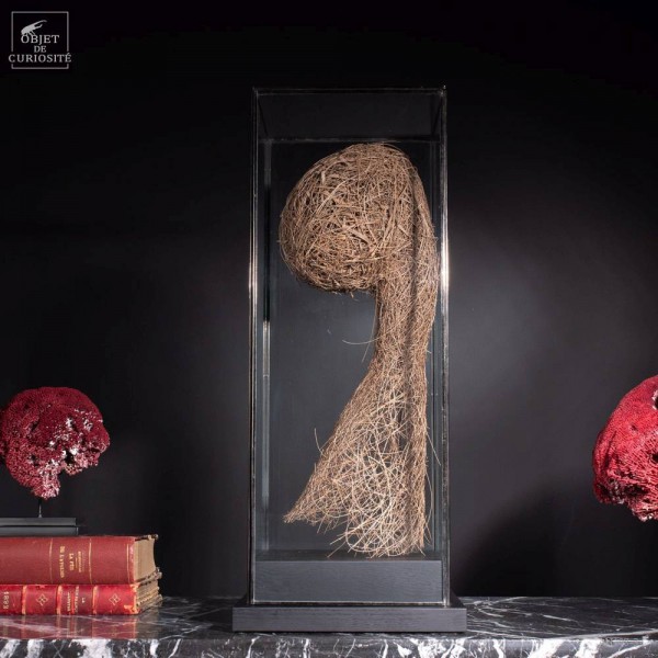 Weaver-birds nest under square glass