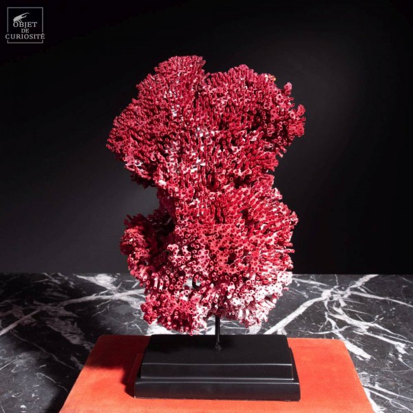 Corail rouge -Tubipora musica- sur...