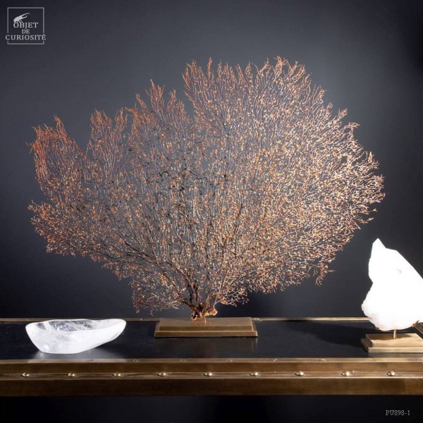 Black sea fan on brass base