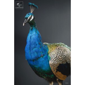 Taxidermy of peacock on... 2