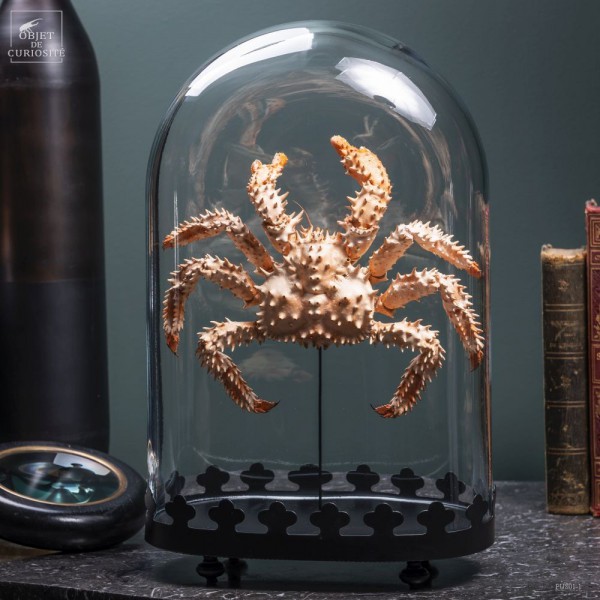 Hokkaido crab under oval glass