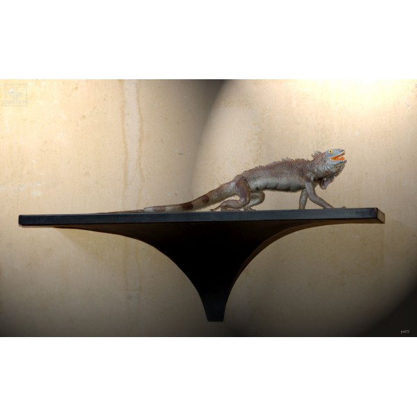 Iguane sur console noire