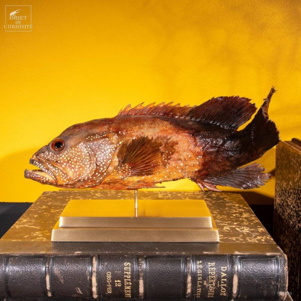 Spotted seabass on brass