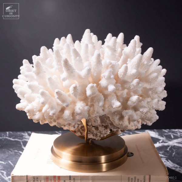 Corail blanc Finger ACROPORA HUMILIS...