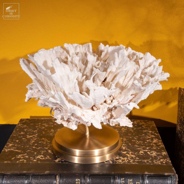 White coral MONTIPORA SP