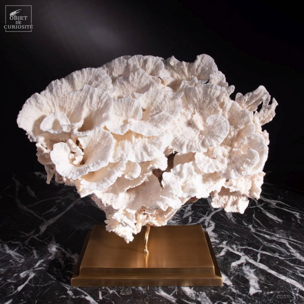 Corail laitue MONTIPORA SP sur laiton